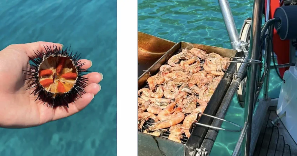 Oursin et crevettes préparés à bord du voilier Najida