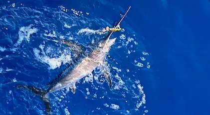 Poisson pêché depuis le voilier Najida en Grèce